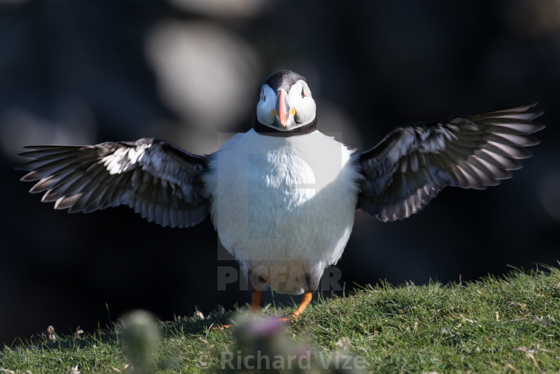 "Puffin on the north coast of Fair Isle, Shetland, Scotland" stock image