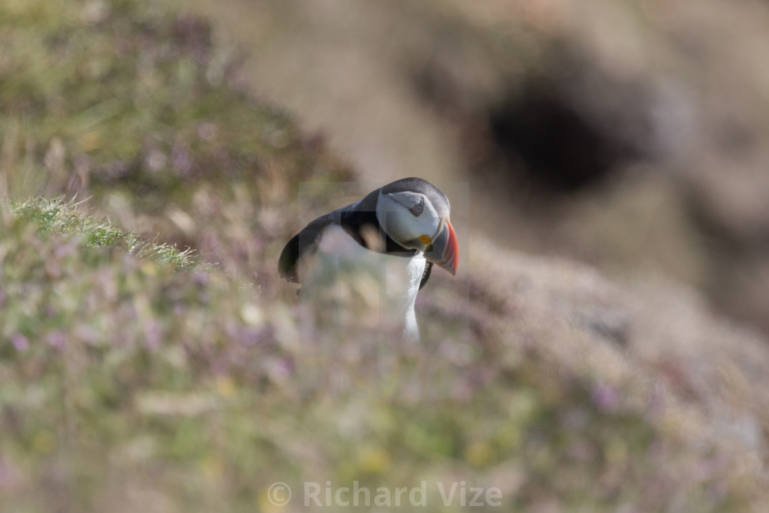 "Puffin on the east coast of Fair Isle, Scotland" stock image