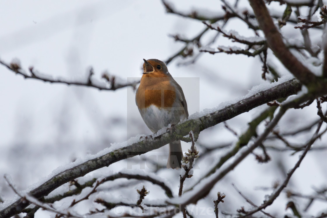 "Robin singing in a cherry tree" stock image