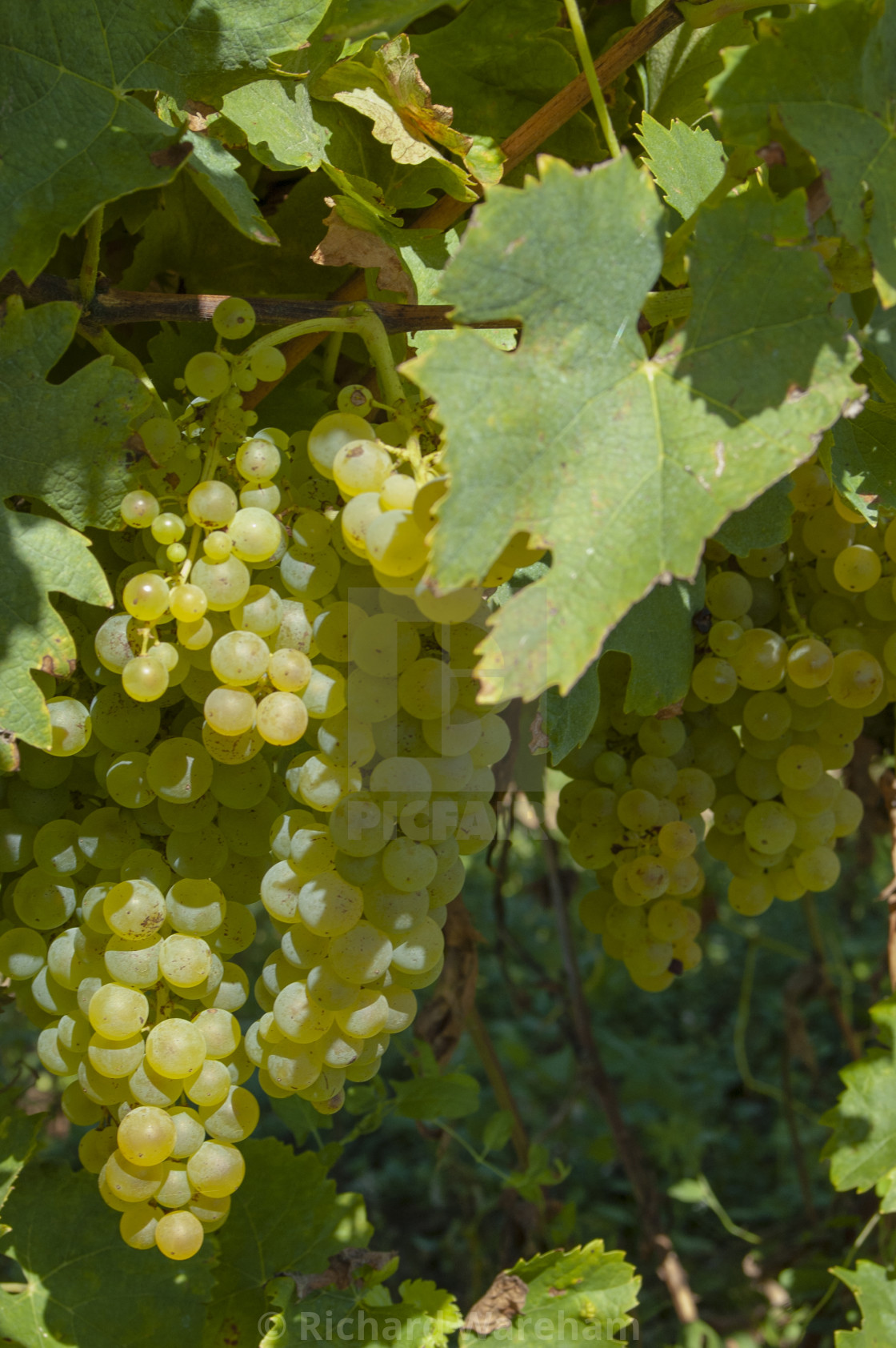 "Cognac France Vineyards." stock image