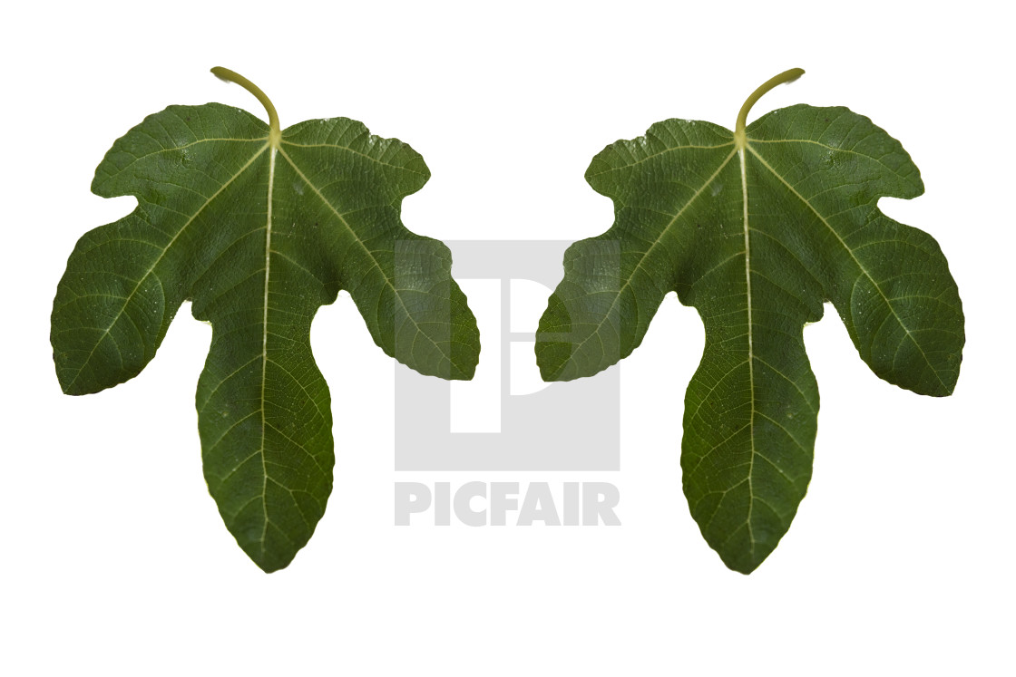 "Two fig tree leaves cutout. Metaphor, homosexual couple - male. Twee vijgenboombladeren uitgesneden. Metafoor, homoseksueel stel - heren. Zwei Feigenbaumblätter ausgeschnitten. Metapher, homosexuelles Paar - männlich. Ficus carica." stock image