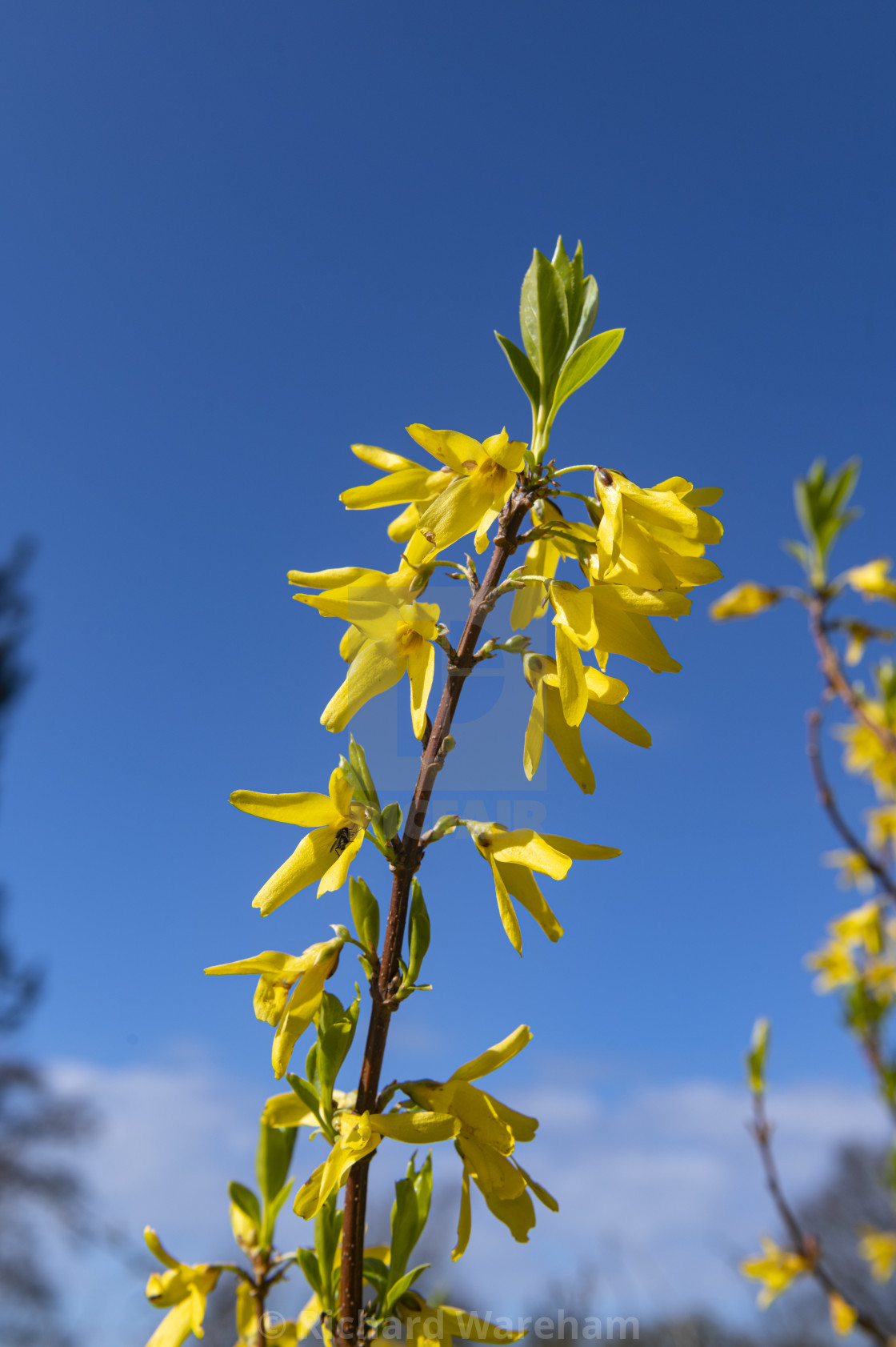 "Amsterdam The Netherlands 18th March 2024 Spring colour. Vibrant yellow flowers from a forsythia with an azure blue sky beyond. bloemen, geel," stock image