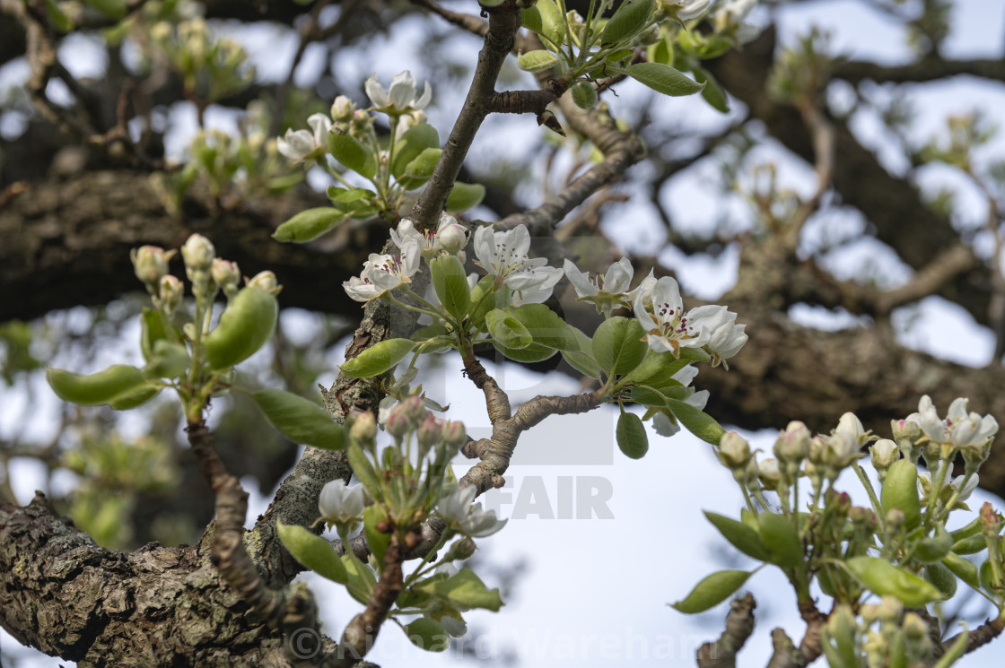 "Amsterdam The Netherlands March 2024 Pear (Pyrus communis) tree blossom on an Amsterdam orchard. peartree, spring, perenboom, bloesem, fruit, fruittree, flower, flowers, bloemen," stock image