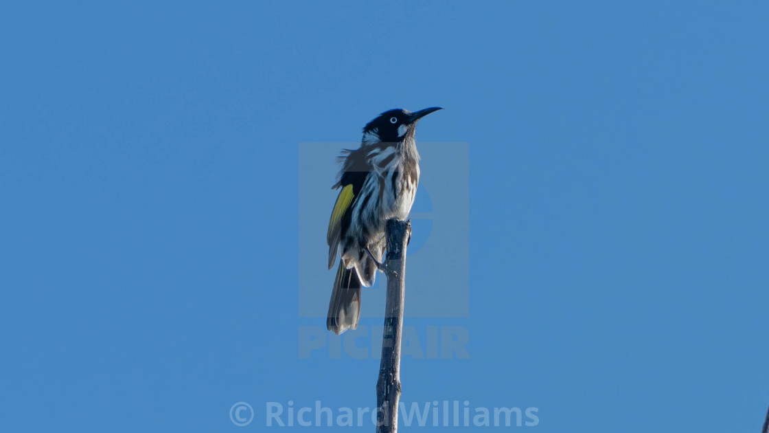 "Australian Honeyeater" stock image