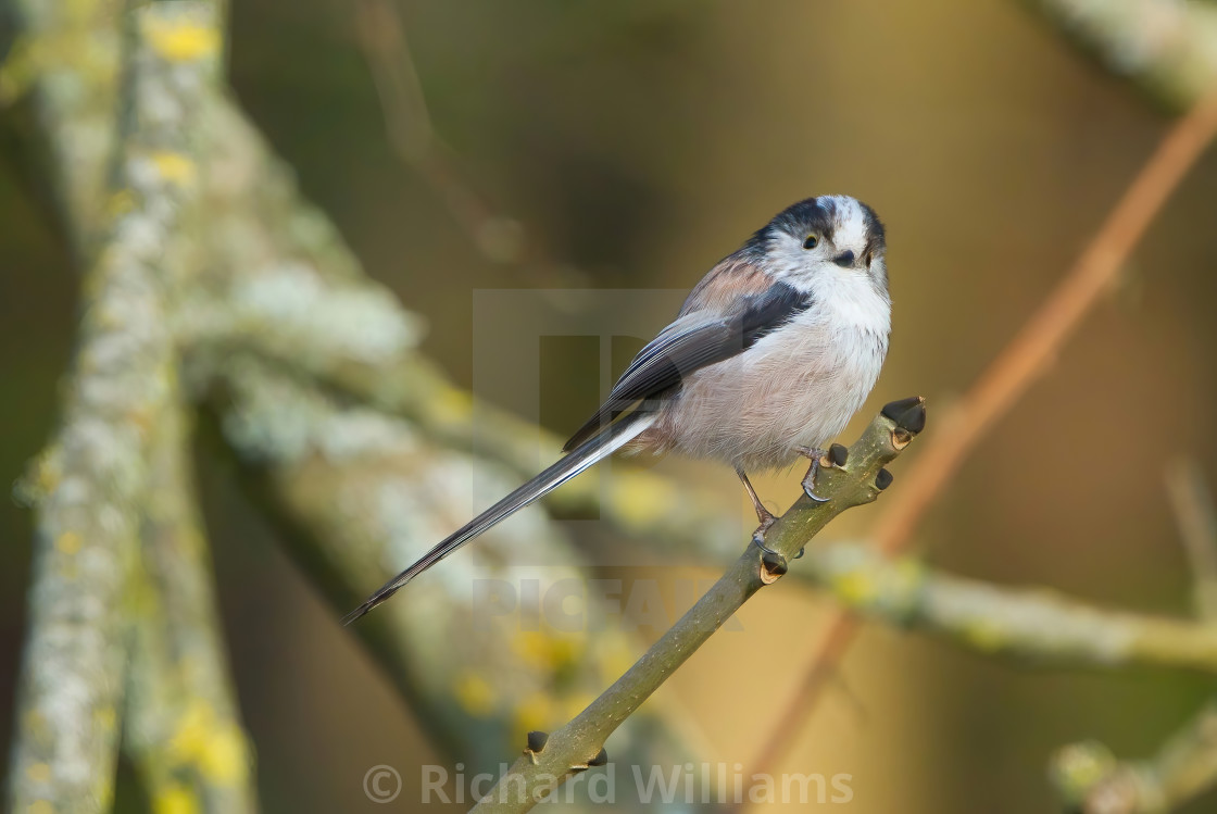 "Long-tailed tit" stock image