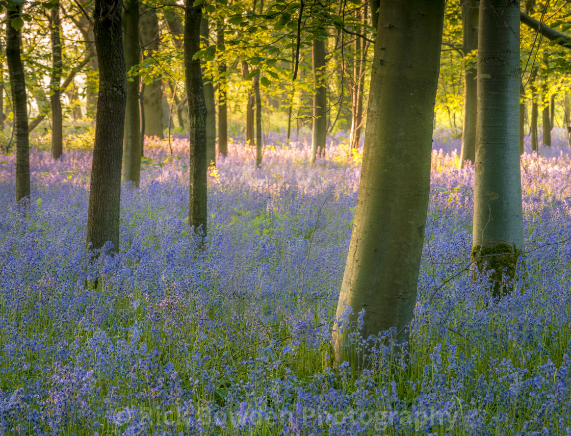 "Bluebell Carpet" stock image