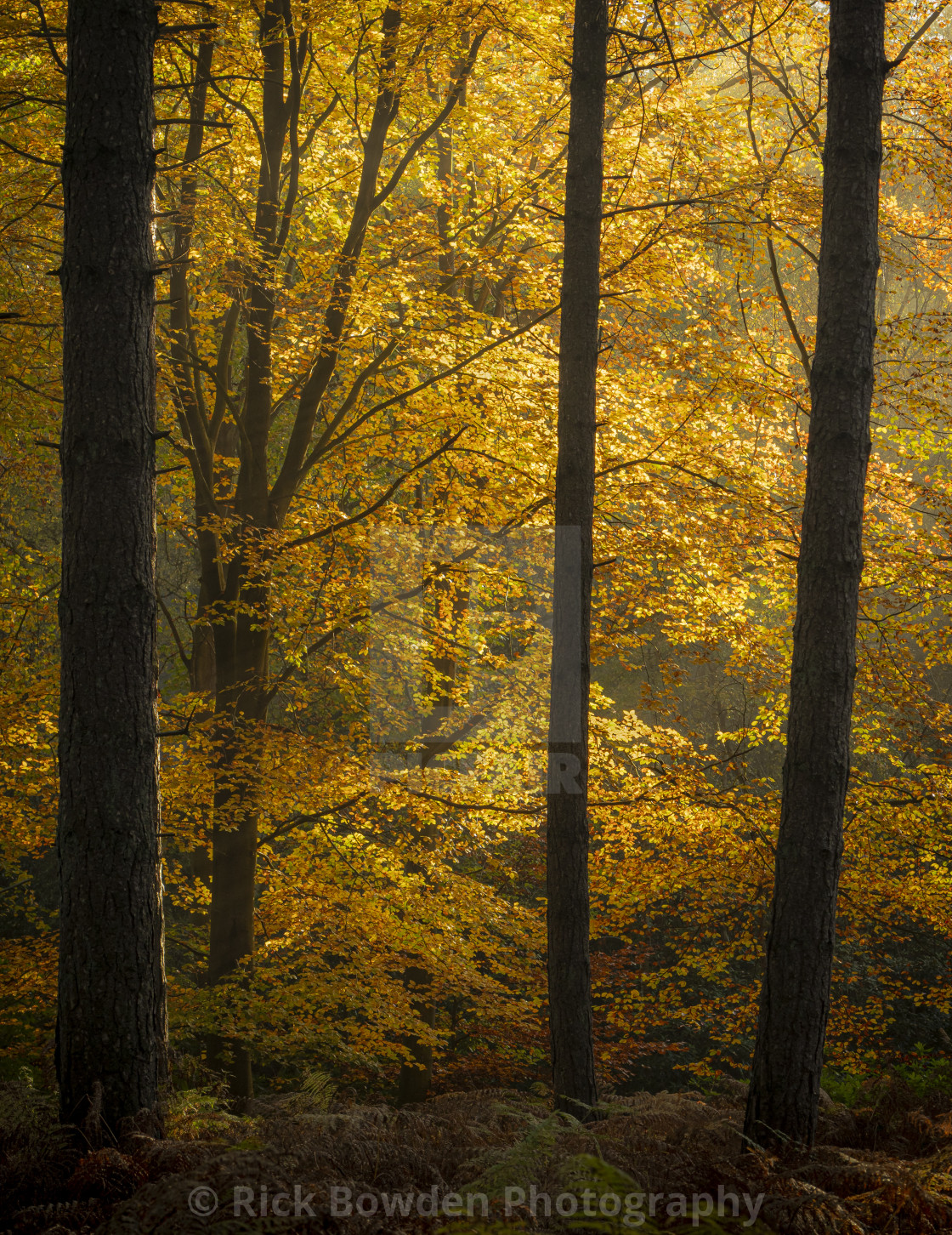 "Sun lighting up a beech tree in full Autumn colour." stock image