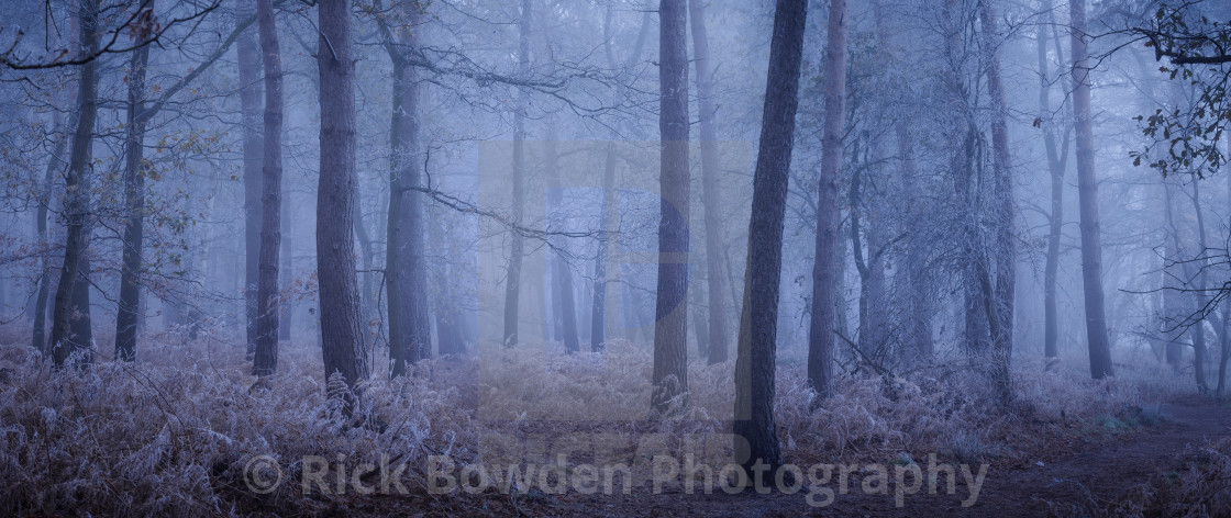 "Frosty Woods" stock image