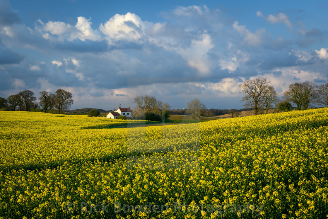 "Rapeseed House" stock image