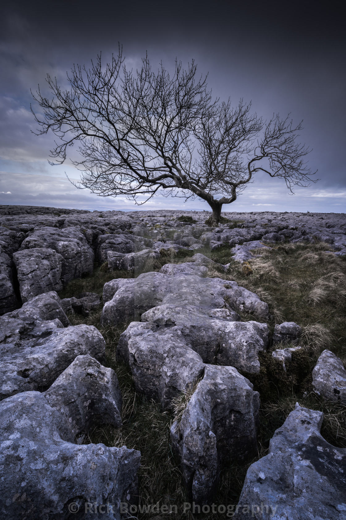 "Limestone Tree" stock image