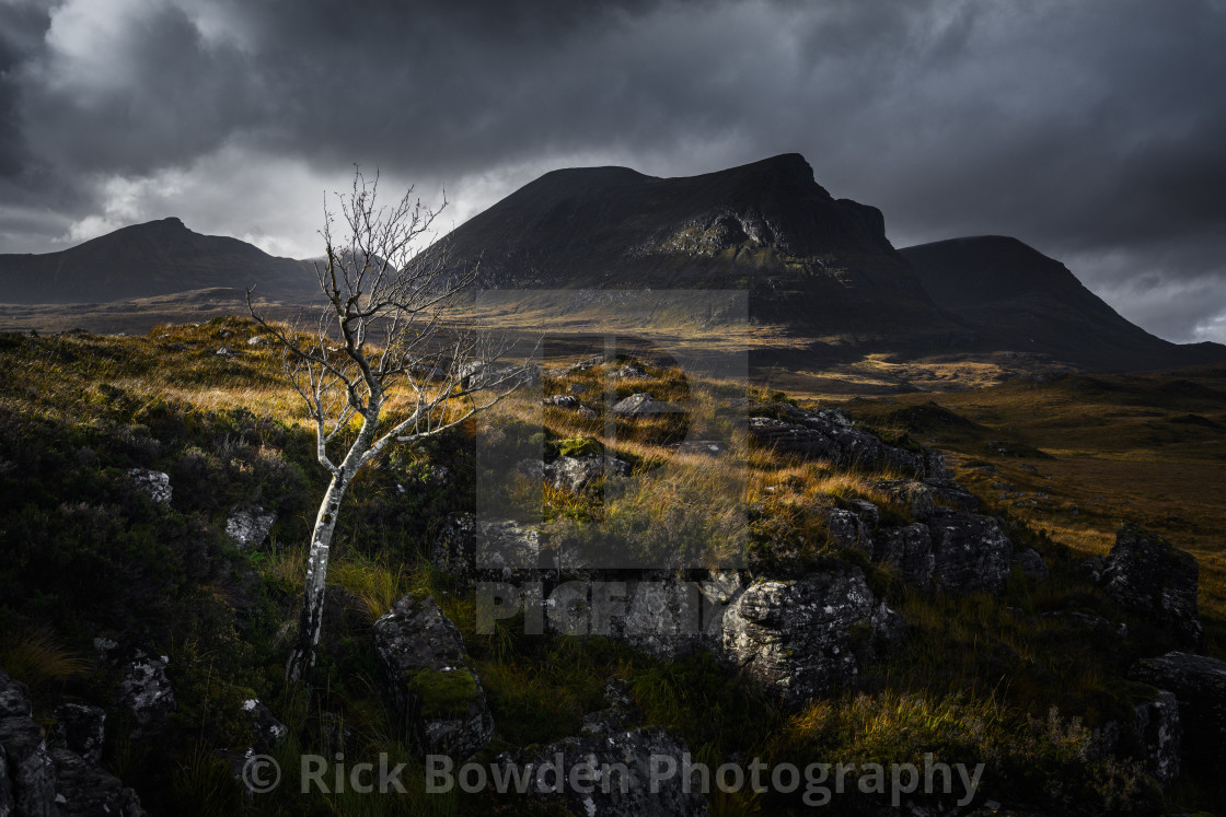 "Quinag Tree" stock image