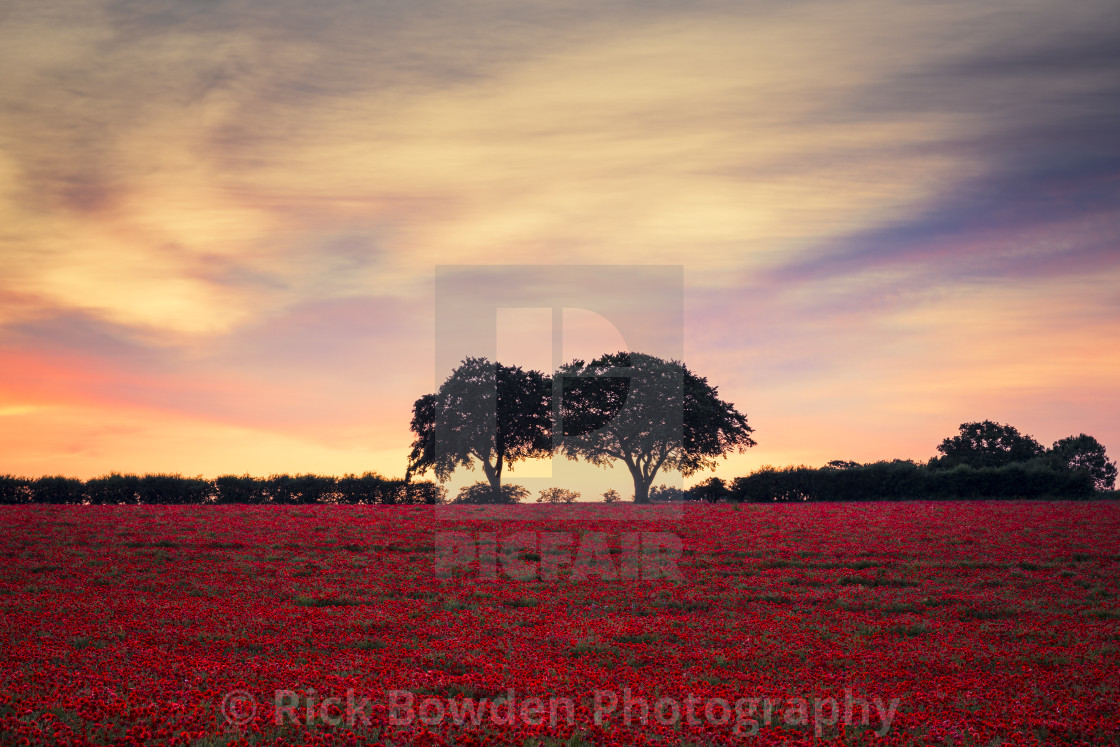 "Two Tree Poppy Field" stock image