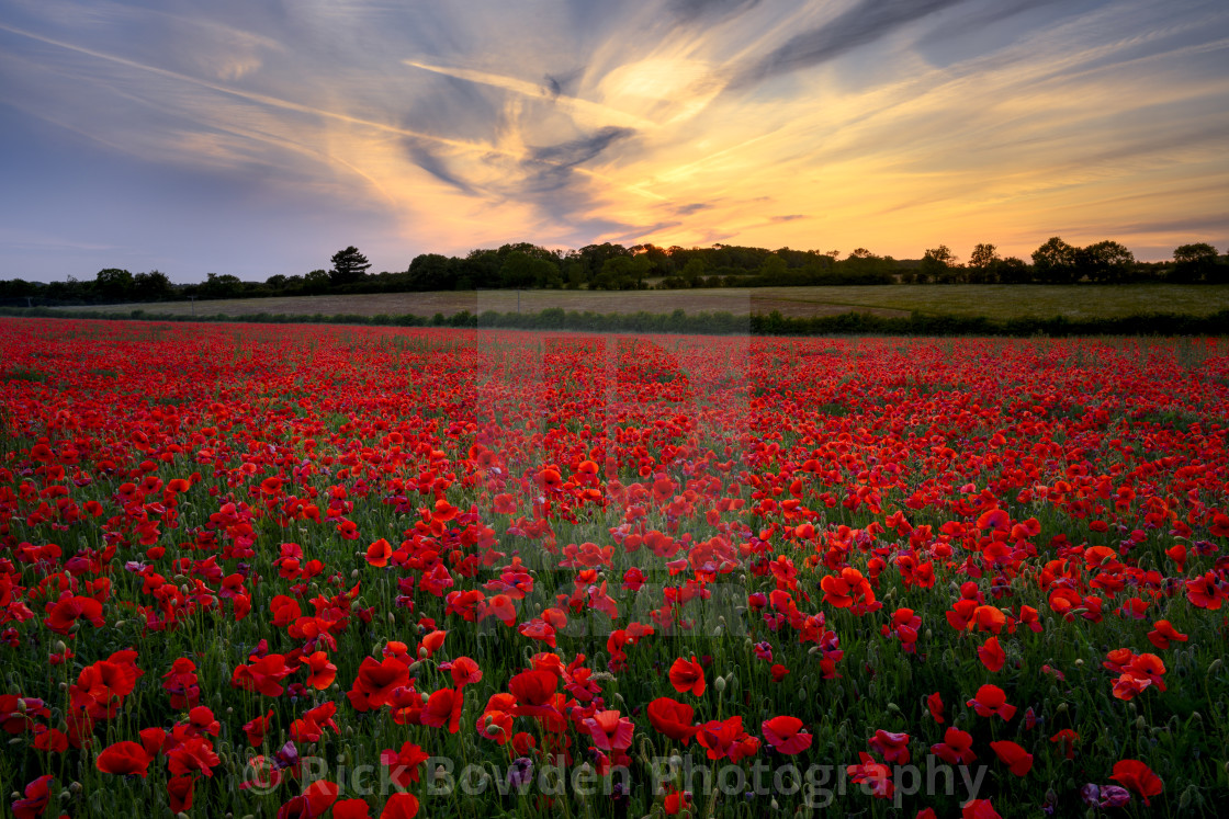 "Poppy Sunset" stock image