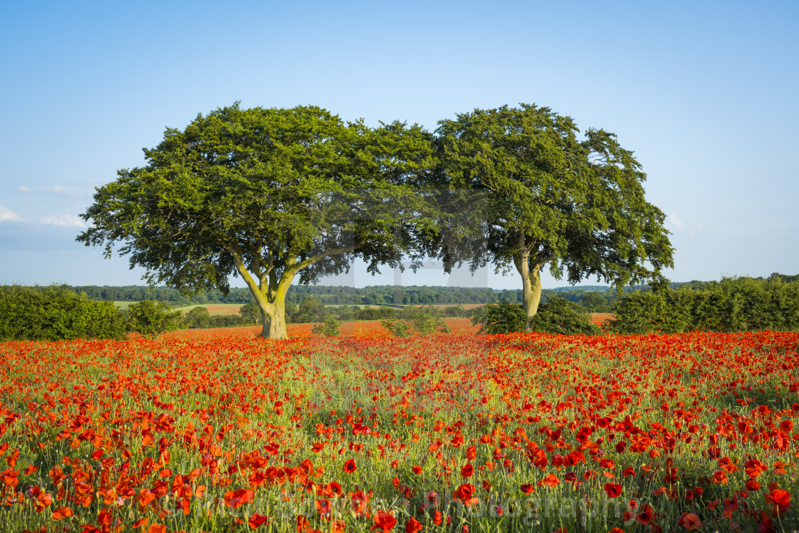 "Poppy Trees" stock image