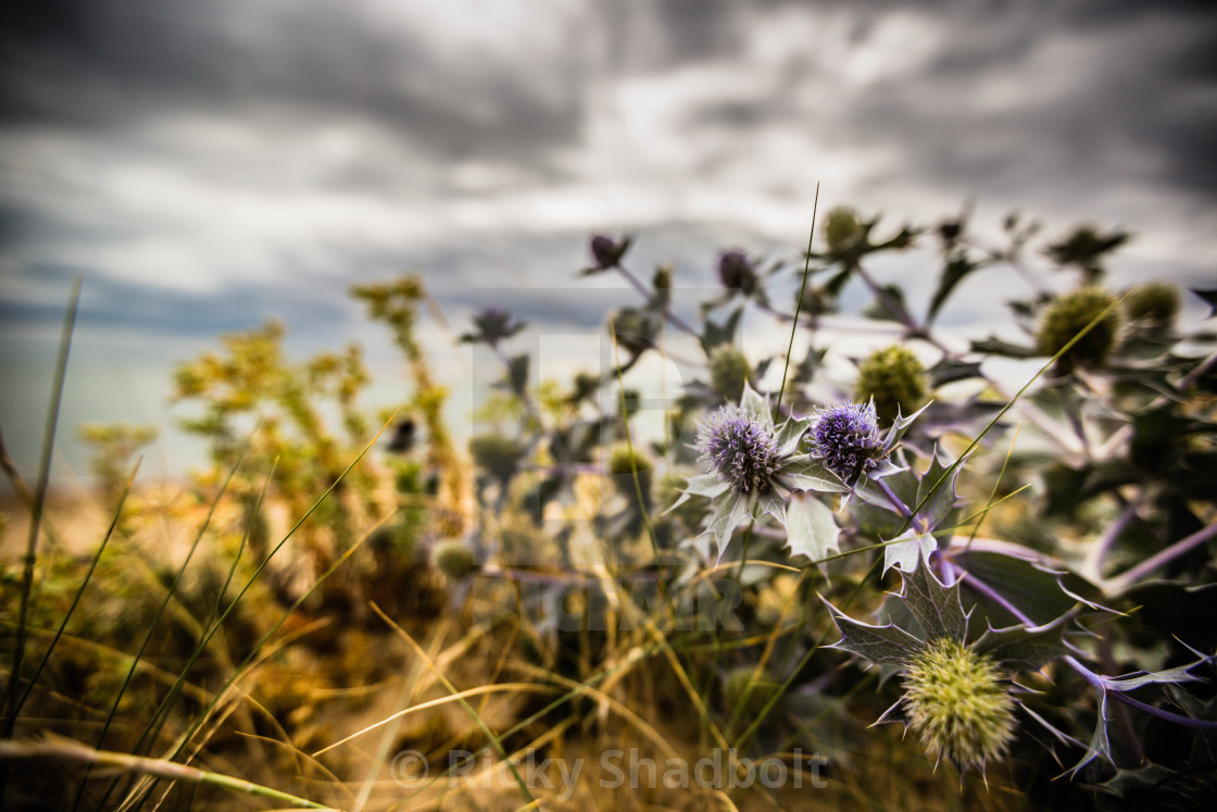 "Beach Thistle" stock image