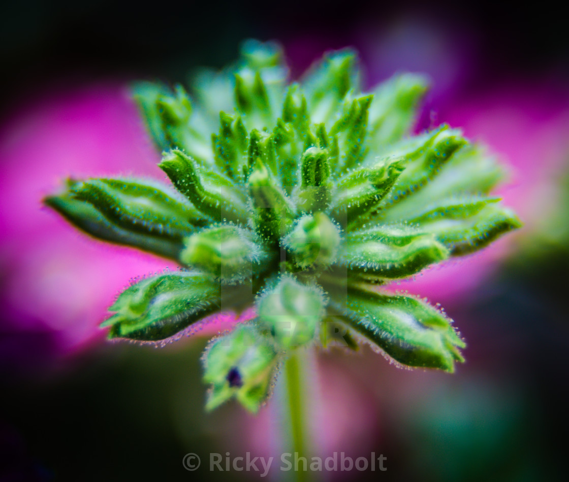 "Spreading petals" stock image