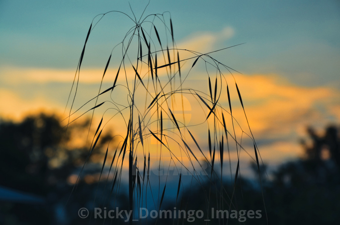 "Grasses at Sunset" stock image