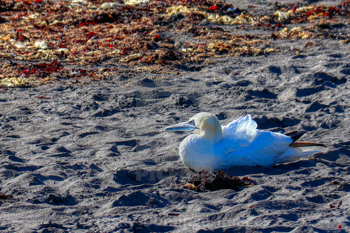 "Northern Gannet - 1" stock image