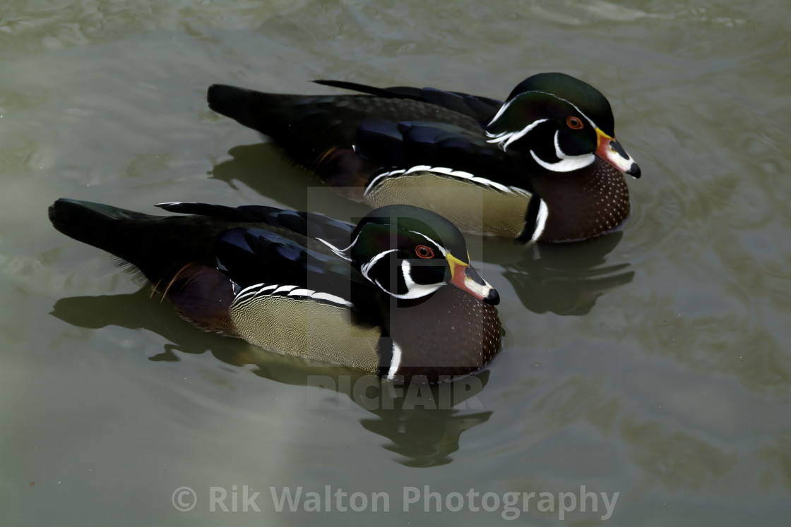 "A pair of Wood Ducks" stock image