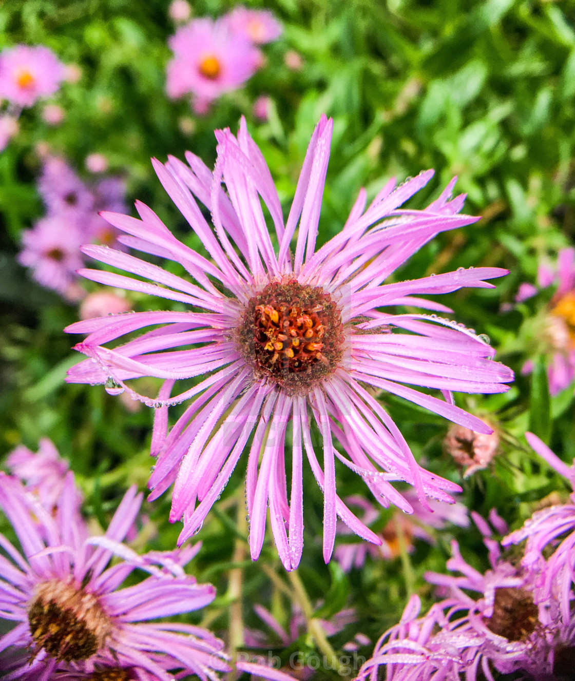 "Calderstones Park Flower during Sunrise" by Rob Gough - $12.10 "Calderstones Park Flower during Sunrise" stock image