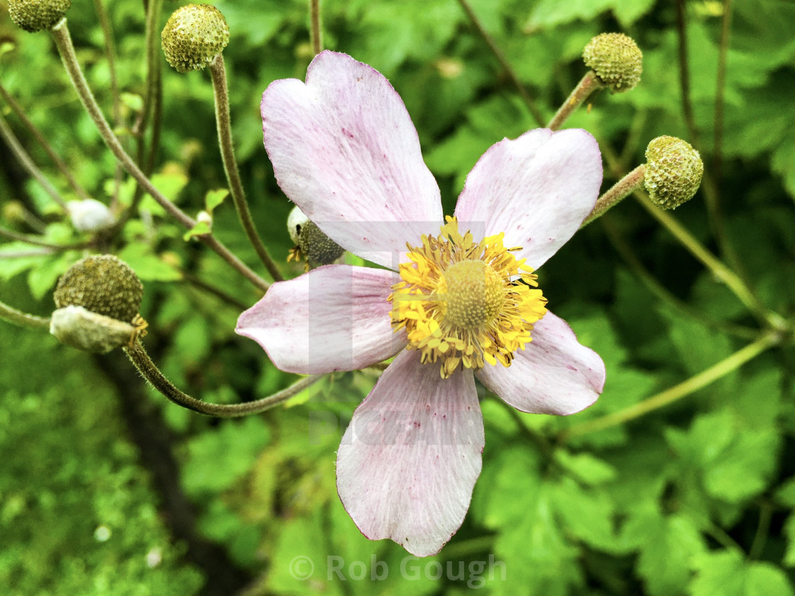 "Calderstones Park Flower" by Rob Gough - $12.10 "Calderstones Park Flower" stock image