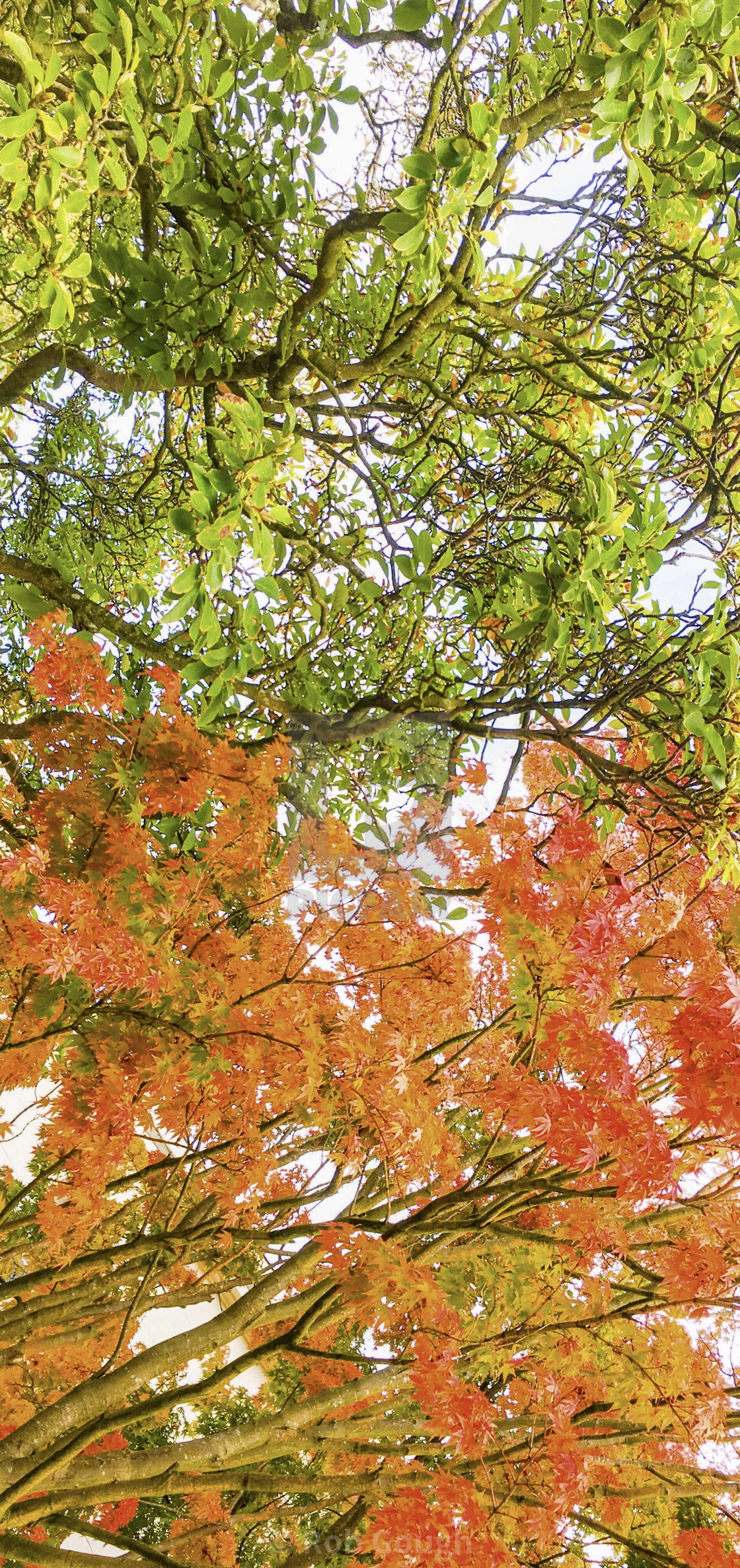 "Calderstones Park Tree during Sunrise" by Rob Gough - $12.10 "Calderstones Park Tree during Sunrise" stock image