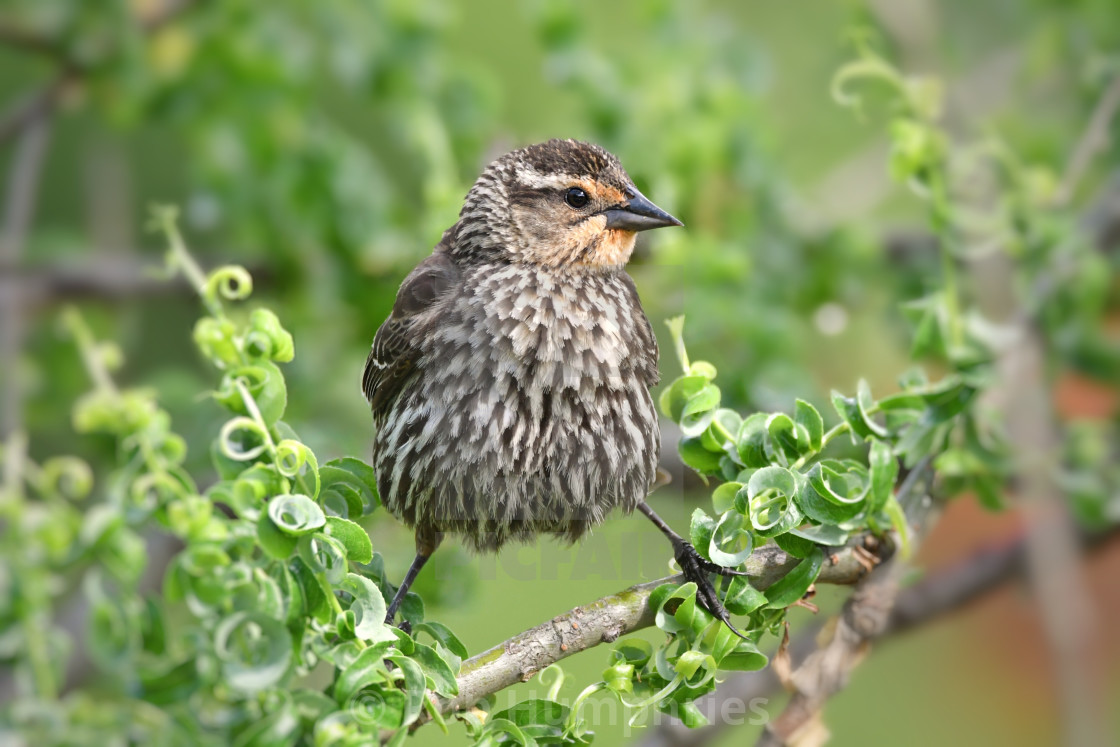 Bird Photography Special deal Male and Female Red-Winged Blackbird Prints