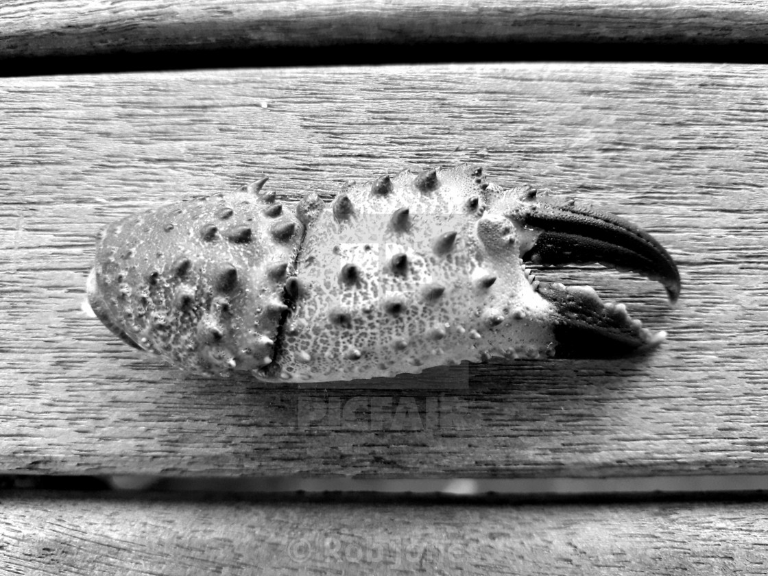 "Crab claw on wood, Fuerteventura, Canary Islands." stock image