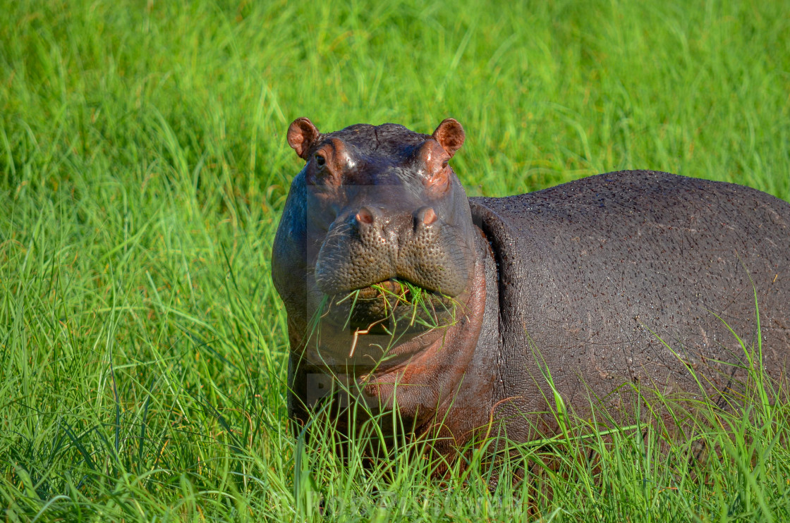 "A Hippo sized snack" by Rob Puliuvea - $10.37 "A Hippo sized snack" stock image