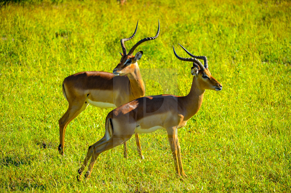 "Impala in the park" by Rob Puliuvea - $10.37 "Impala in the park" stock image