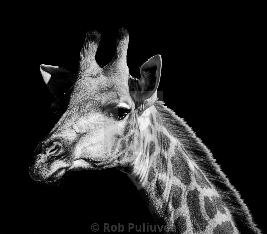 "Do you see me?" by Rob Puliuvea - $10.35 "Do you see me?" stock image