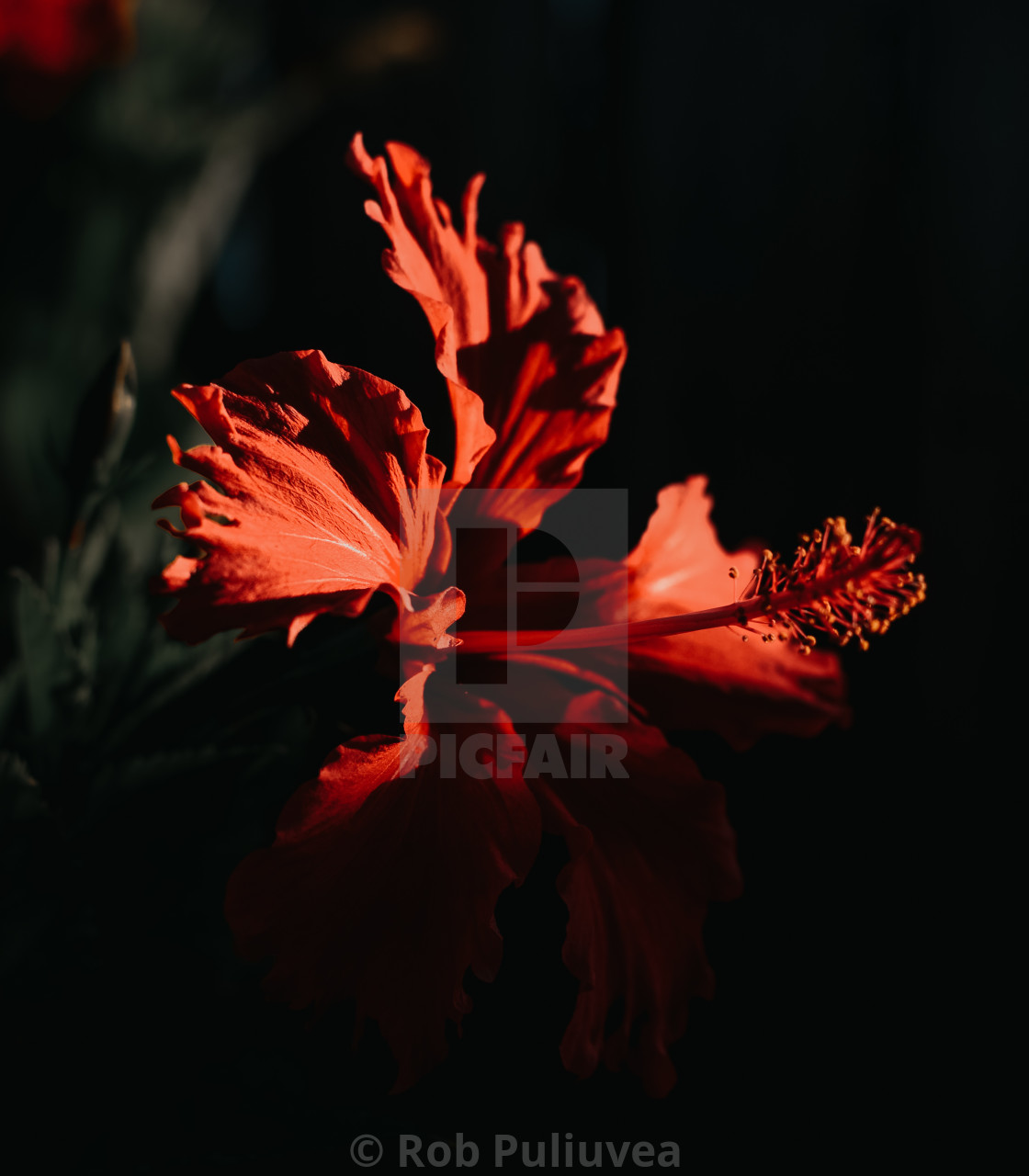 "Beauty in the shade 3.0" by Rob Puliuvea - $10.37 "Beauty in the shade 3.0" stock image