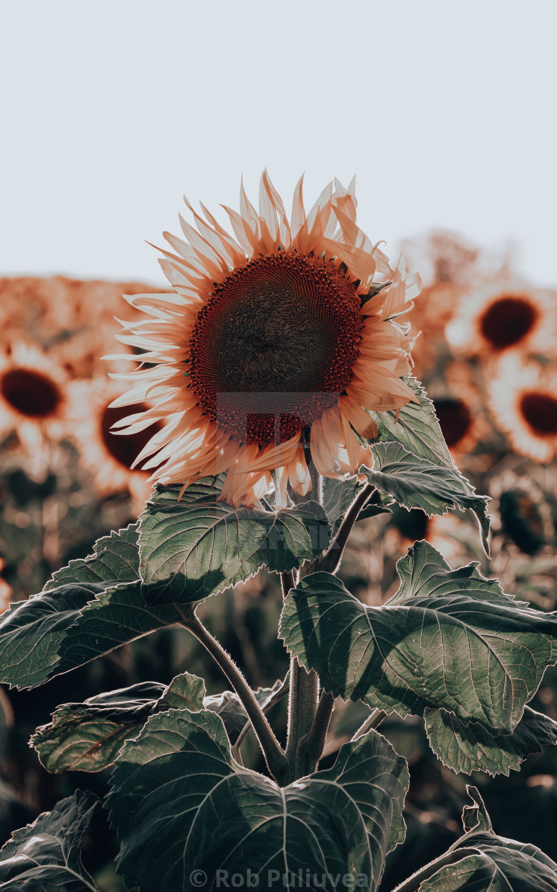 "Queen of the Field" by Rob Puliuvea - $23.18 "Queen of the Field" stock image