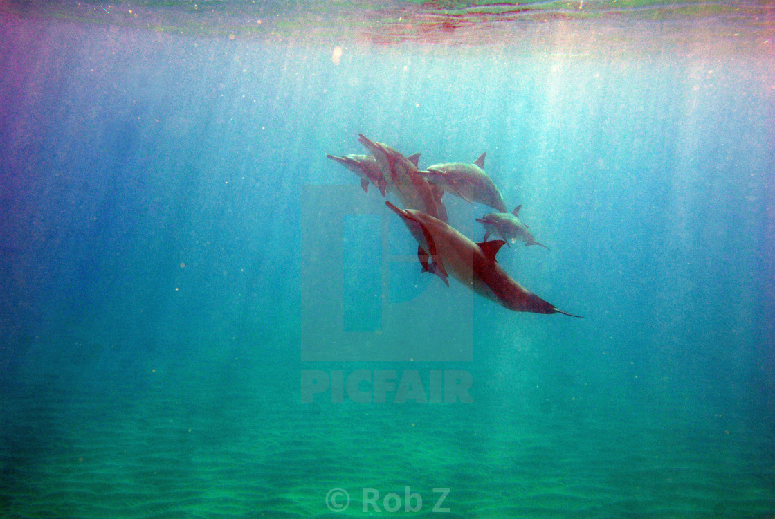 "Dolphin pod with rays of light" by Rob Z - $54.10 "Dolphin pod with rays of light" stock image