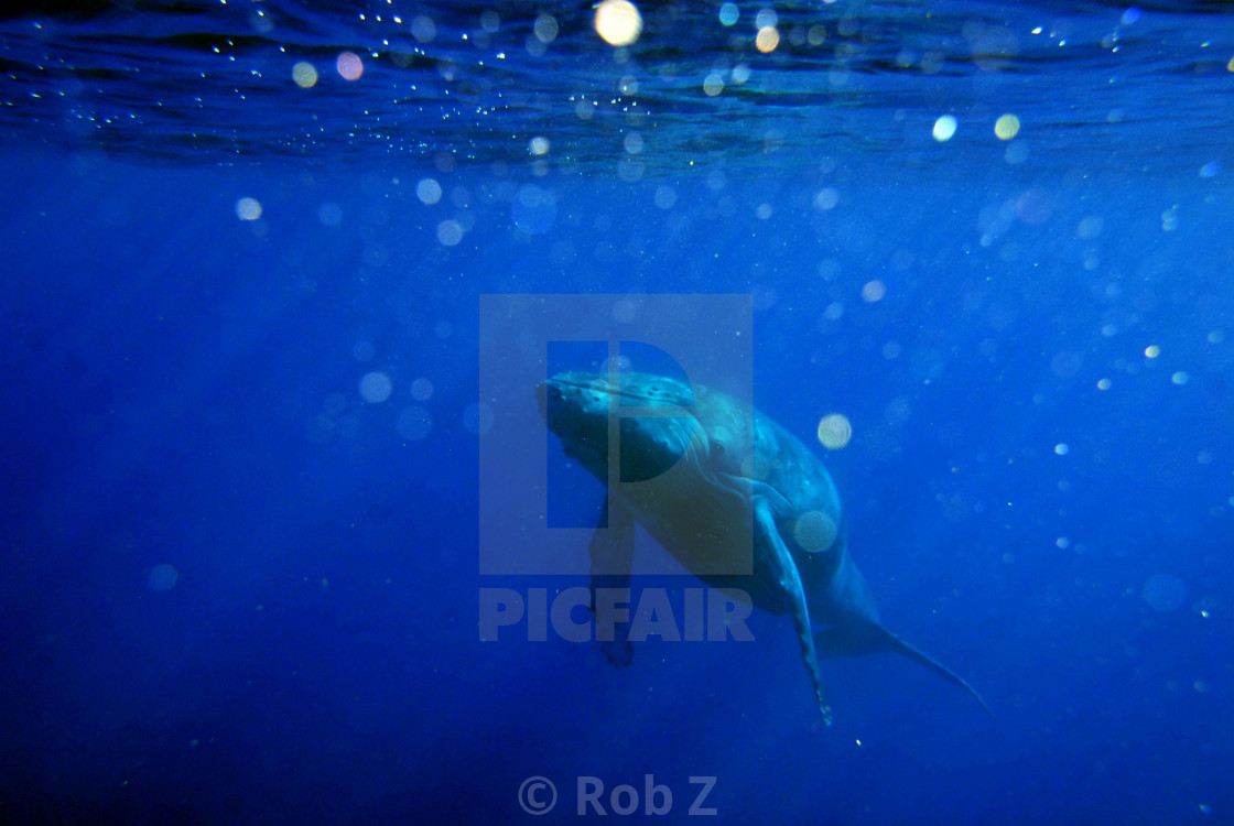 "Whale Sneaking Up on Me" by Rob Z - $82.49 "Whale Sneaking Up on Me" stock image