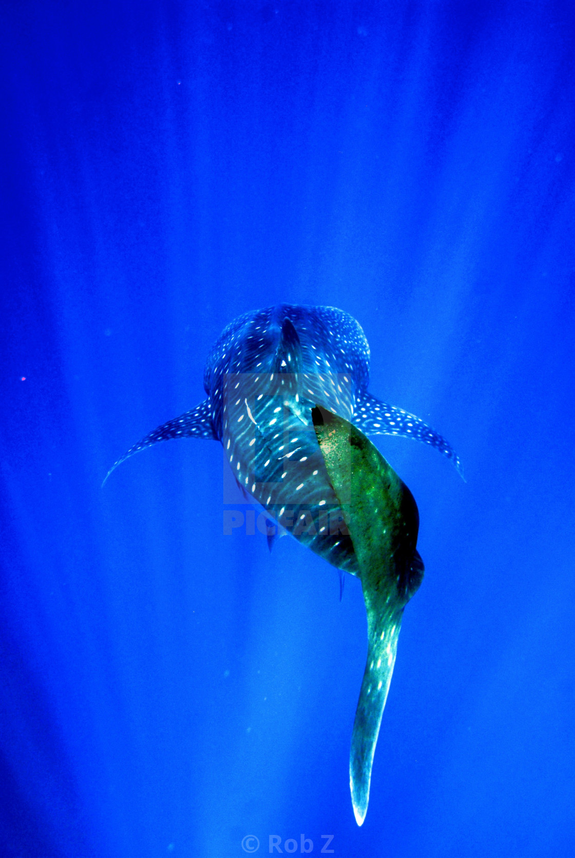 "Whale Shark Swimming Away" by Rob Z - $154.56 "Whale Shark Swimming Away" stock image