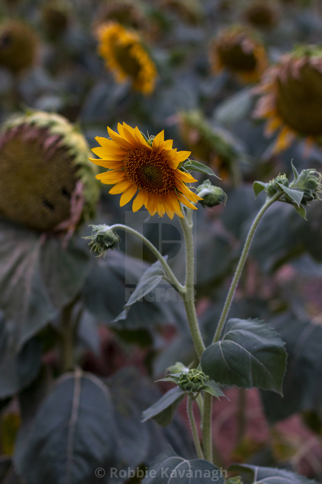 "Sunflower in a field in the evening light" by Robbie Kavanagh - £10.00 "Sunflower in a field in the evening light" stock image