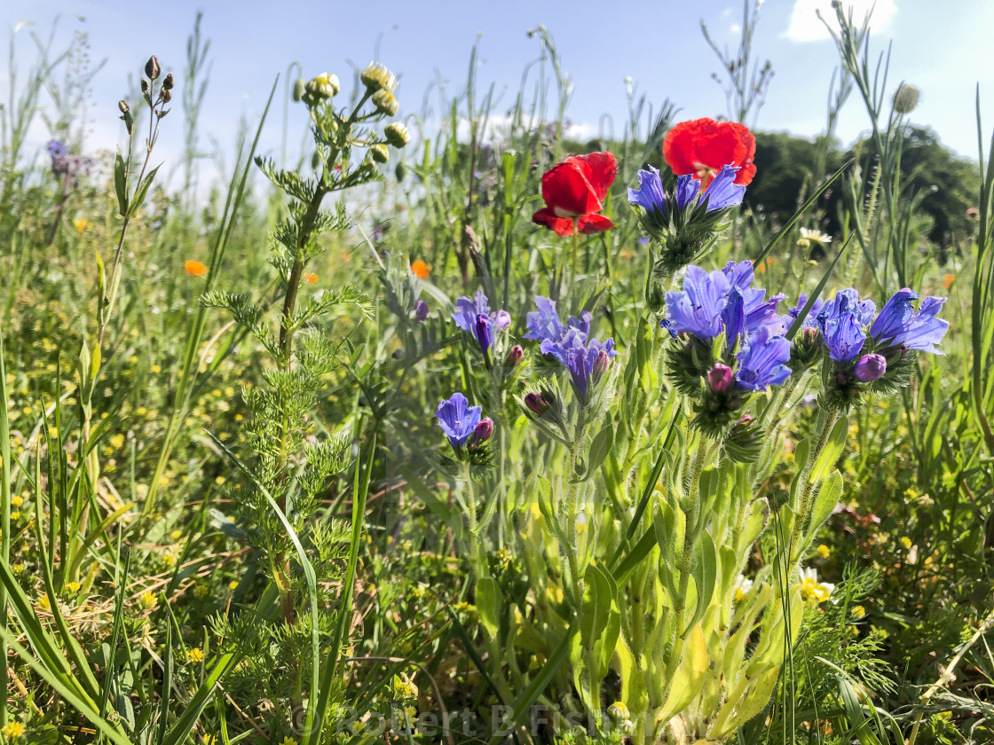 "poppy flowering on an insect friendly meadow" stock image