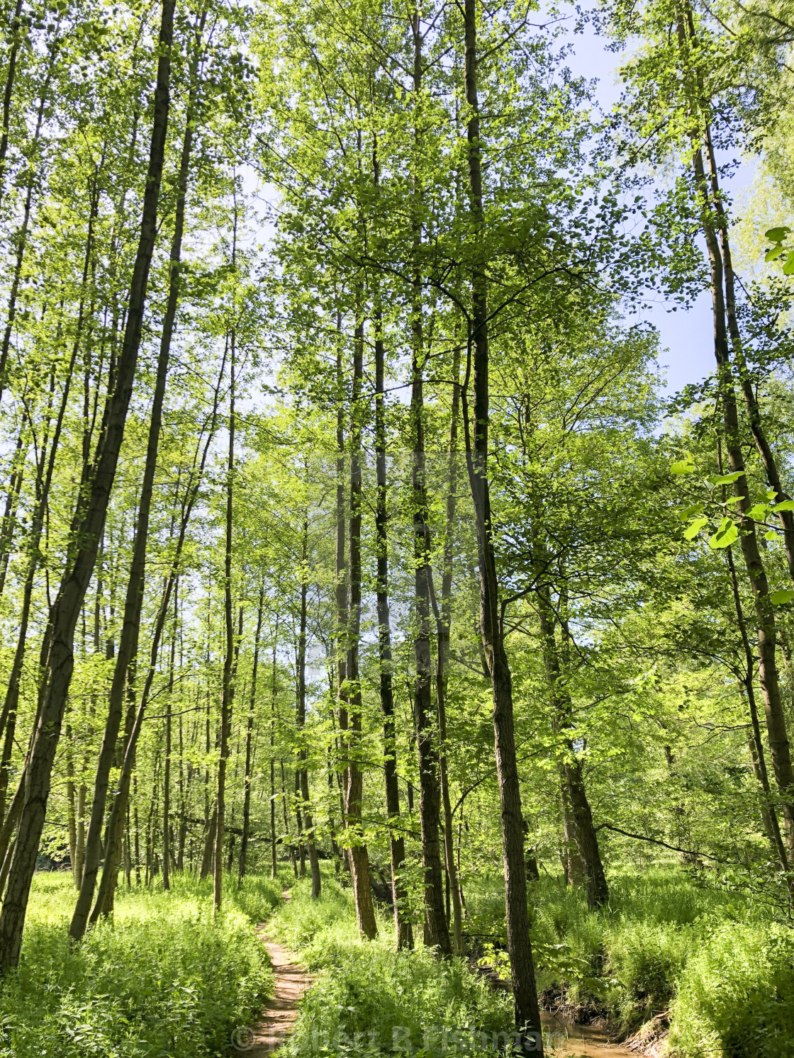 "spring forest in Bielefeld" stock image