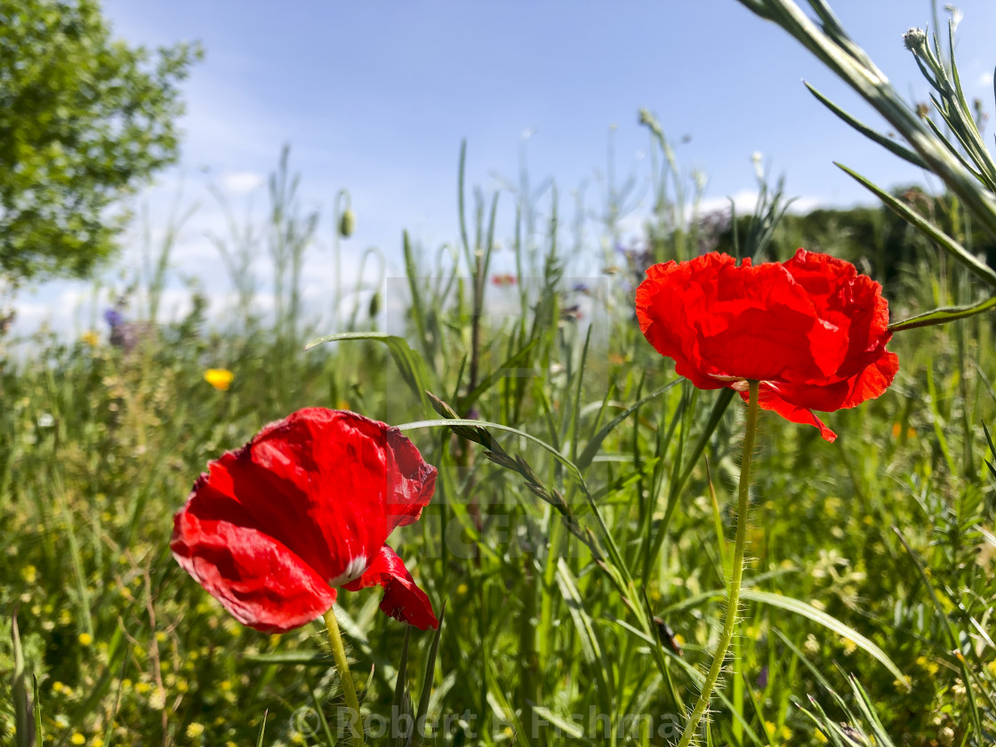 "flowering poppy on a meadow" stock image