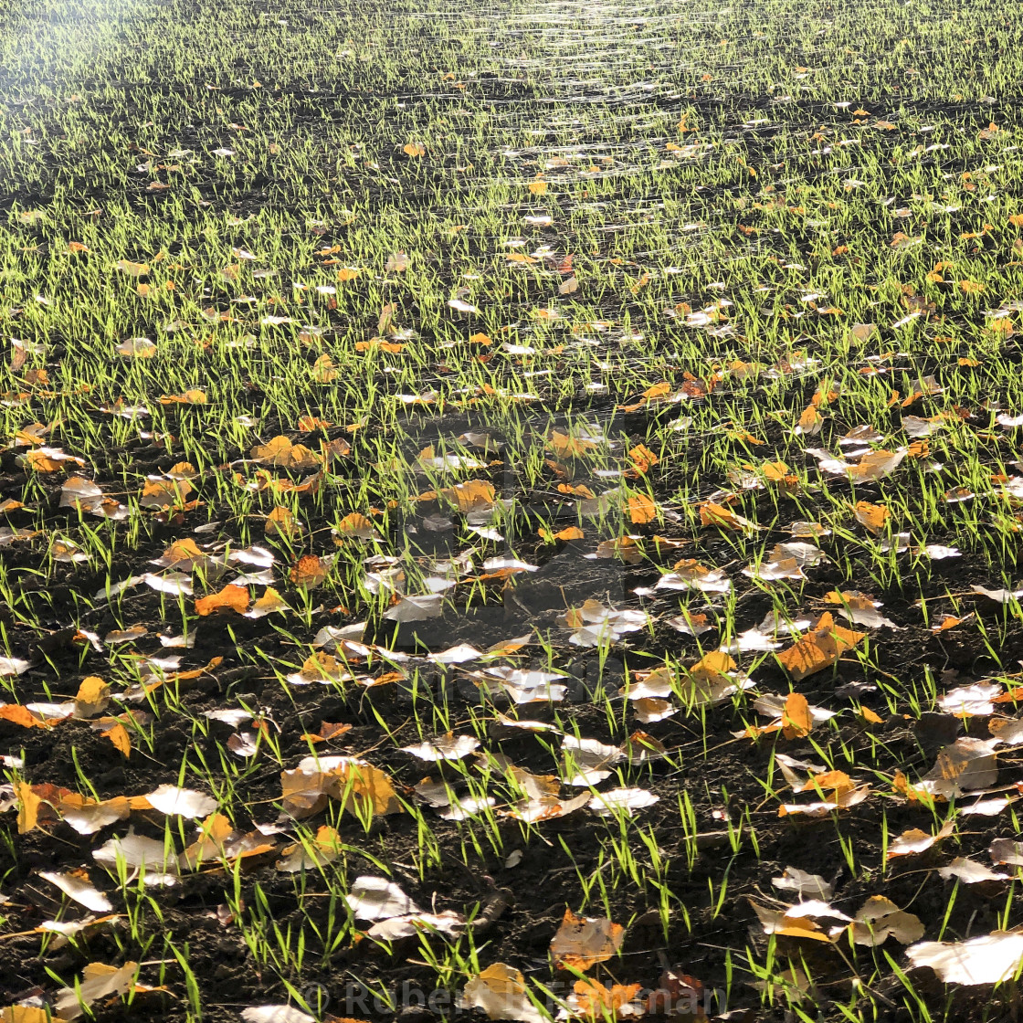 "cobweb on an autumn meadow" stock image