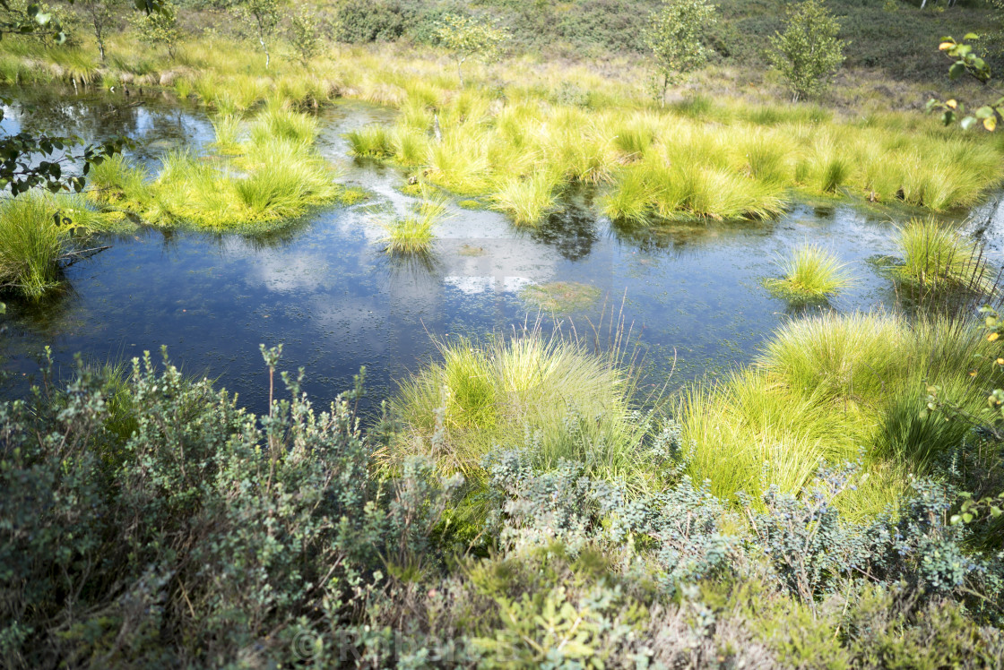 "Moor restored to natural state" stock image