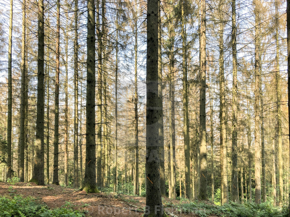 "abgestorbene Fichten im Teutoburger Wald" stock image