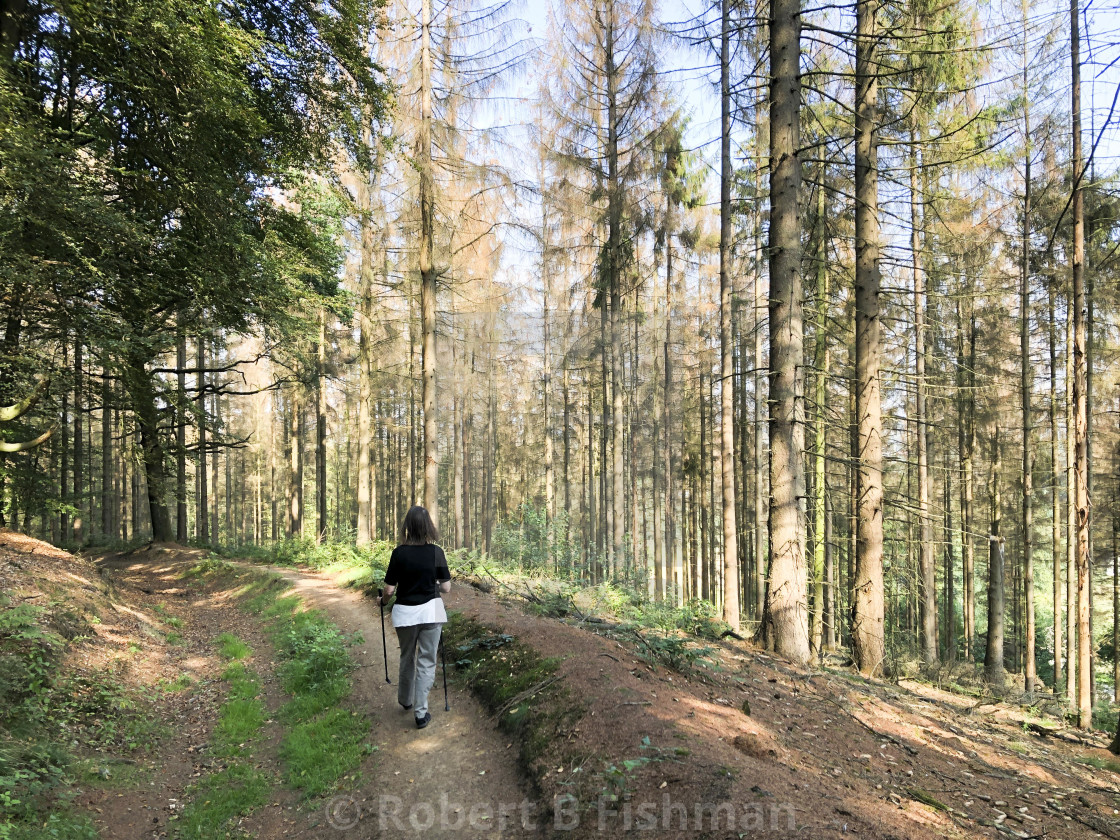 "abgestorbene Fichten im Teutoburger Wald" stock image