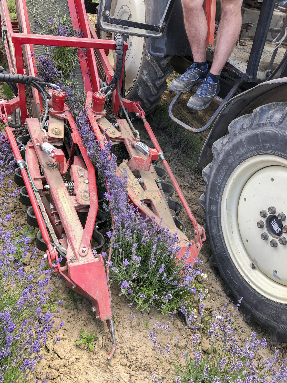 "Lavender Harvest" stock image