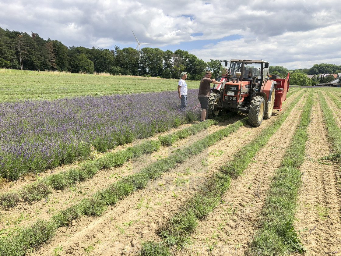 "Lavender Harvest" stock image