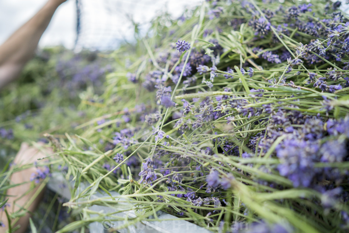 "oragnic lavender harvest" stock image