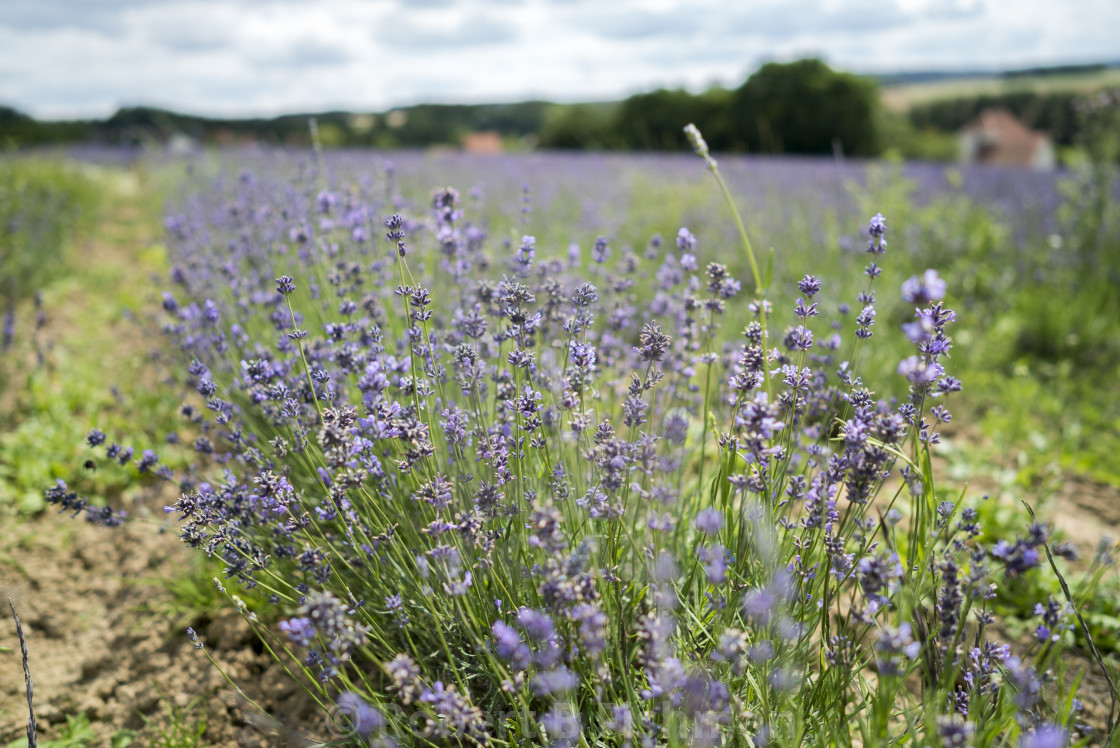 "oragnic lavender harvest" stock image