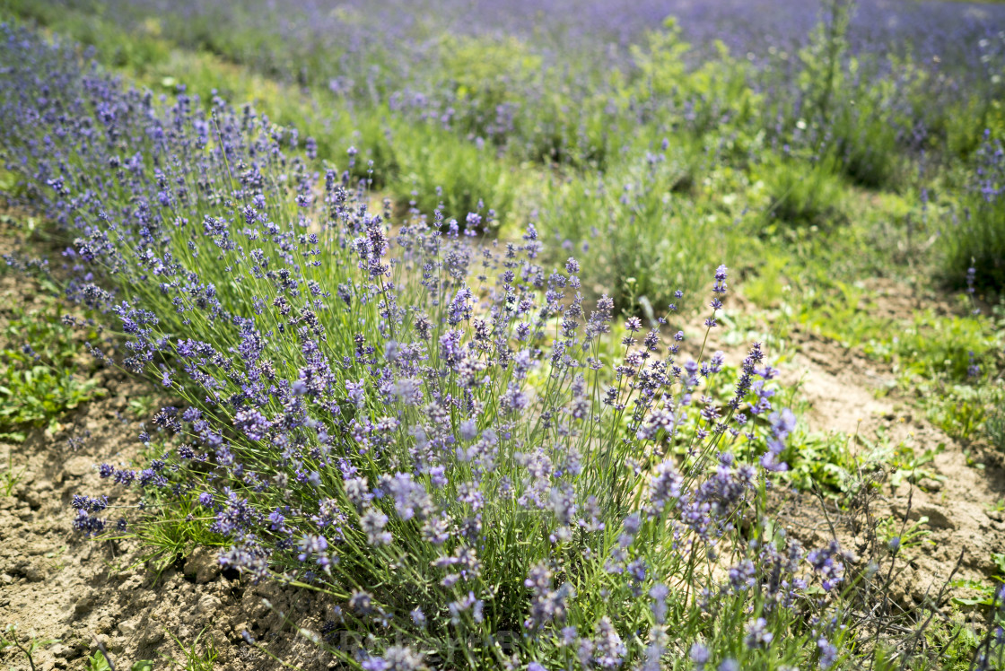 "oragnic lavender harvest" stock image