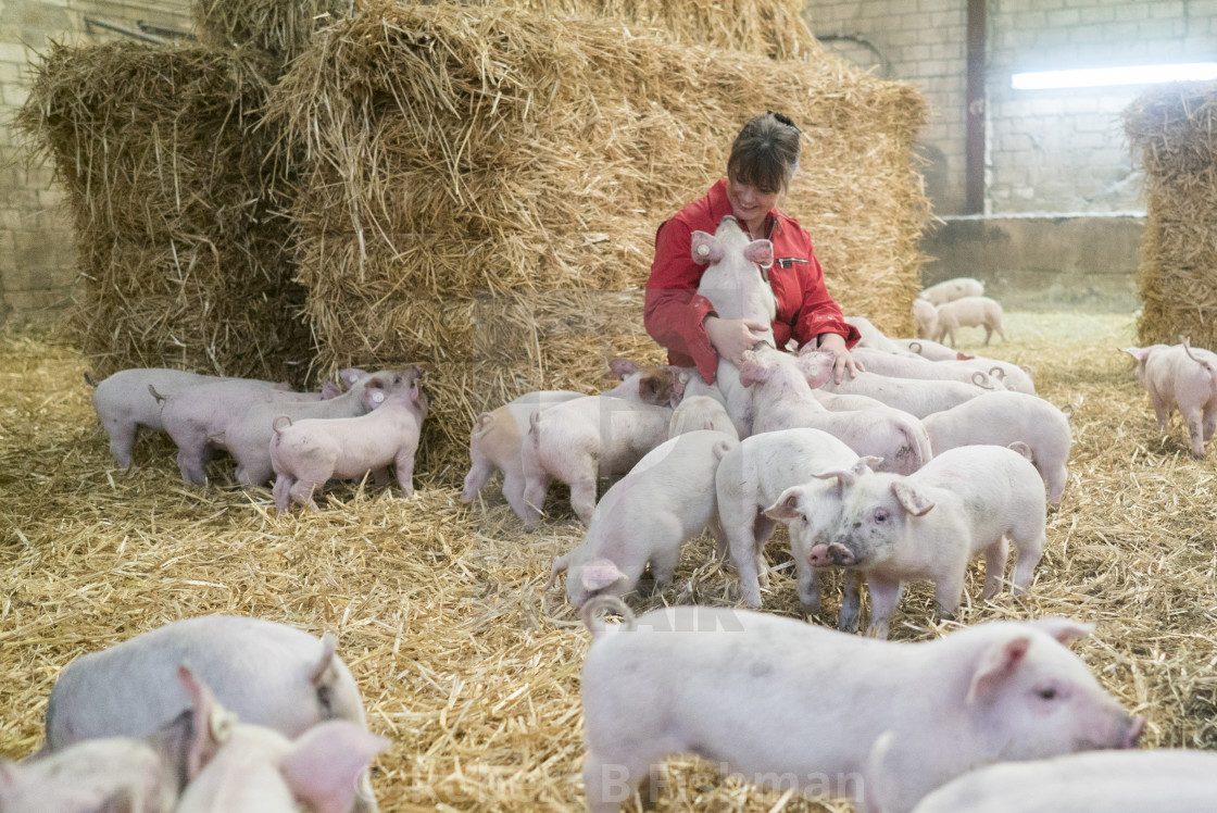 "Active Pig Stable" stock image